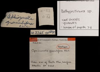 Media type: image;   Invertebrate Zoology OPH-6231 Aspect: labels